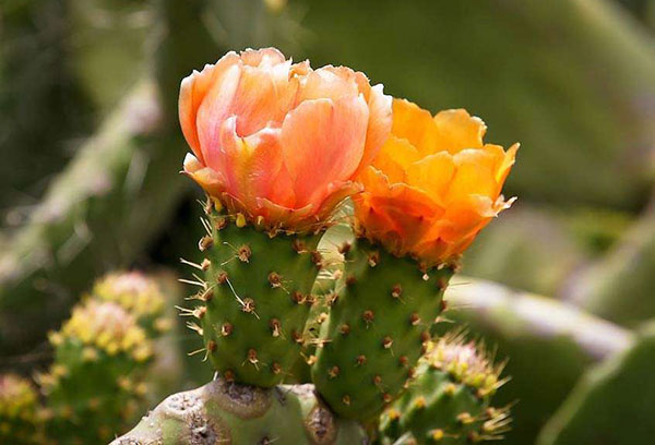 Floraison de figue de barbarie