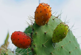 Cactusvijgvruchten