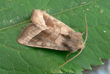 Borboleta colher de repolho