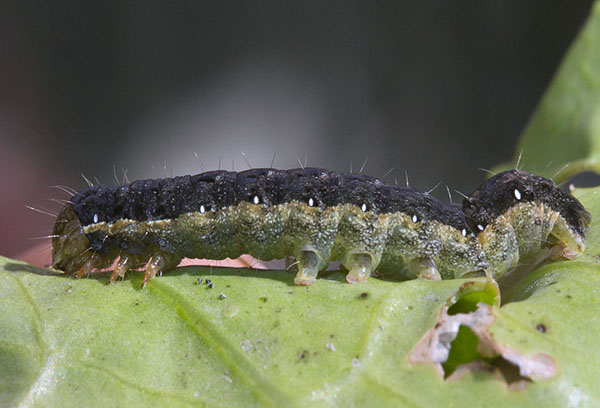 Caterpillar of cabbage scoop
