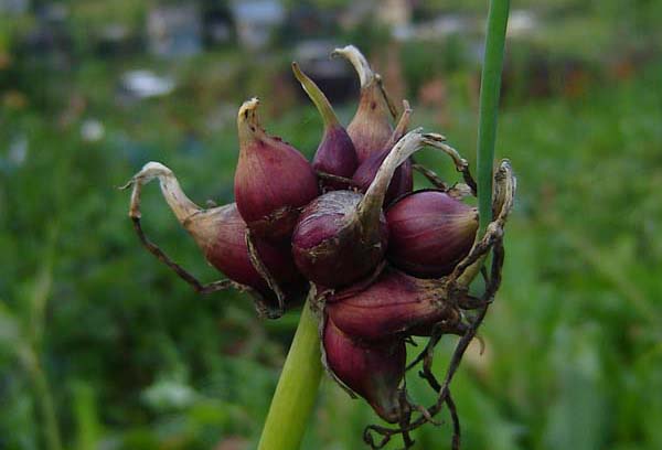 Busur berjenjang