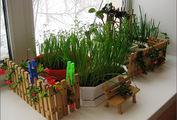 Potager sur le rebord de la fenêtre