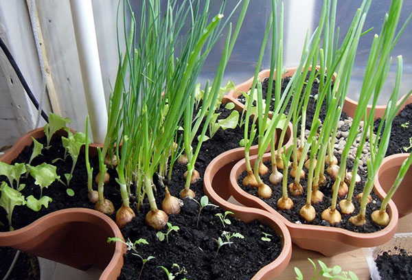 Pots aux oignons sur la loggia