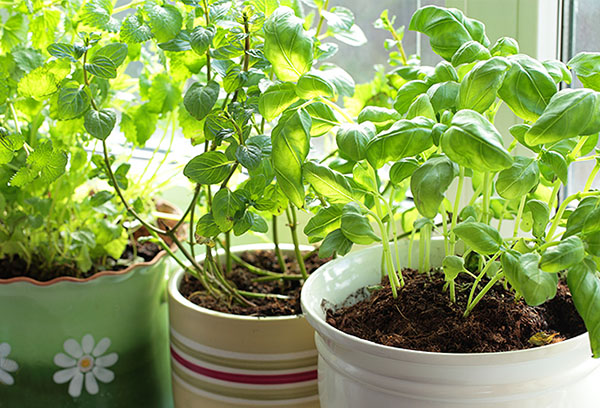 Vegetação no parapeito sul da janela