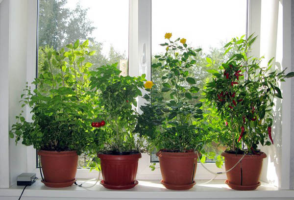 Légumes en pots sur le rebord de la fenêtre