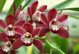 Cymbidium orkid berbunga