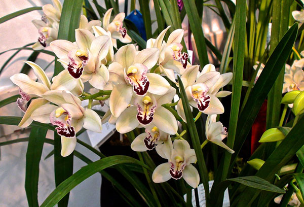 Çiçek açan cymbidium