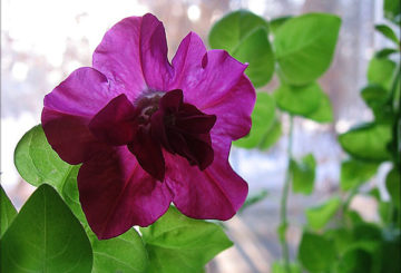 Pétunia en fleurs sur le rebord de la fenêtre