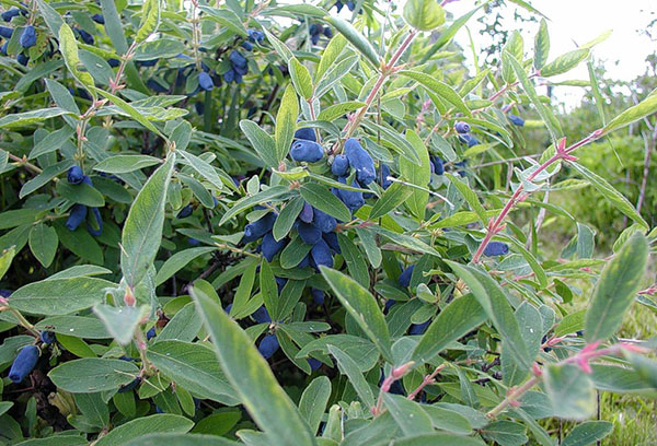 Honeysuckle semak dengan buah beri