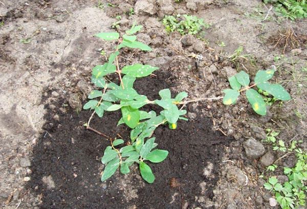 Penanaman pokok honeysuckle