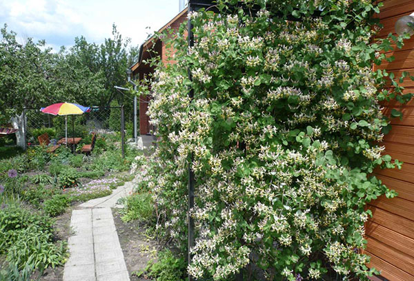 Honeysuckle di negara ini