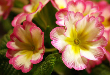 Primrose bloom