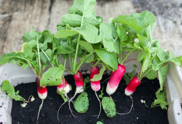 Rabanete cultivado em uma janela