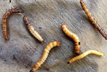 Wireworm