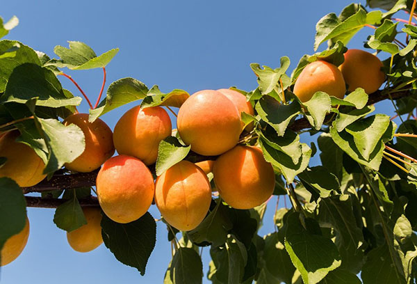 Buah-buahan di cabang aprikot