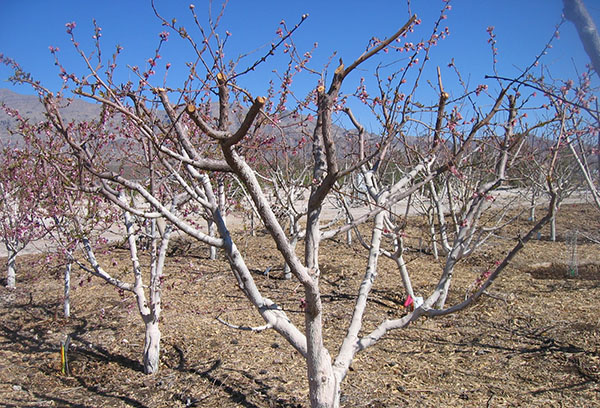 Damascos após a poda da primavera