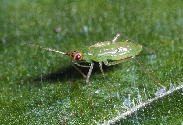 Macrolofus bug predator