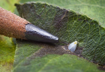 Whitefly