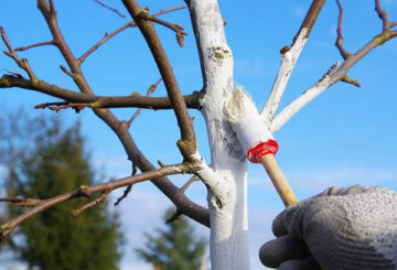 Perlindungan pokok epal dari kumbang kulit kayu