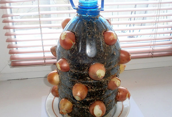 Bollen in een plastic fles op een vensterbank