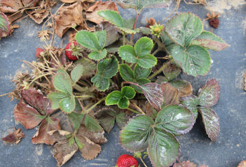 Belukar strawberi rosak oleh nematode