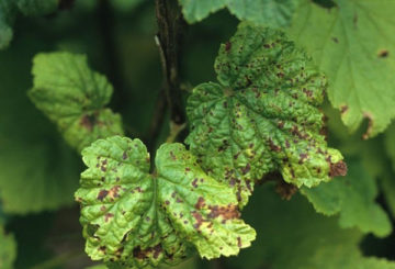 Anthracnose pada currant