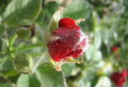Spindelmiter på en rosebud
