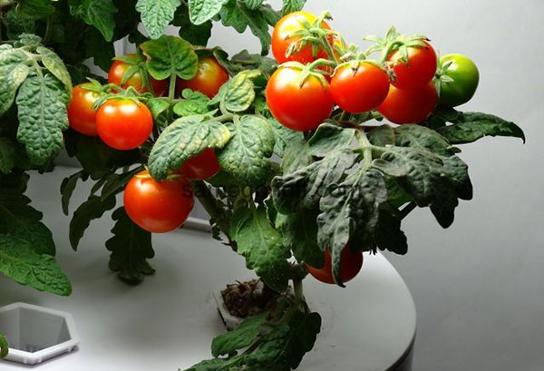 Dvärg tomat variation
