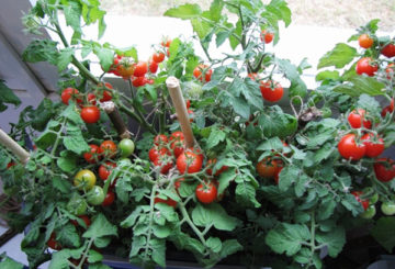 Cultivo de tomates em uma janela