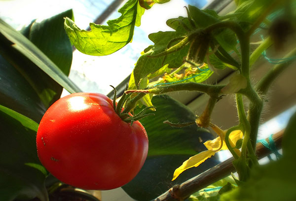 Mogen tomat på fönsterbrädan