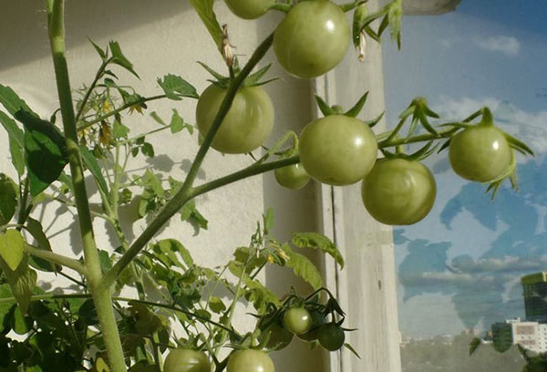 مبيض الطماطم على حافة النافذة