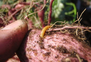 Wireworm em batatas