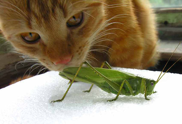 Katt och gräshoppa