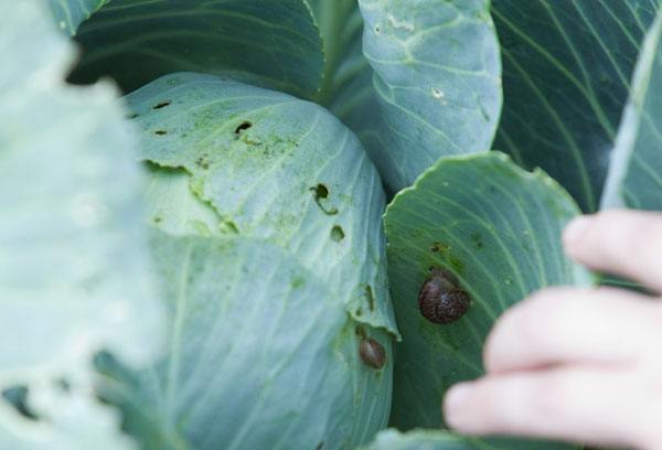 Snail on cabbage