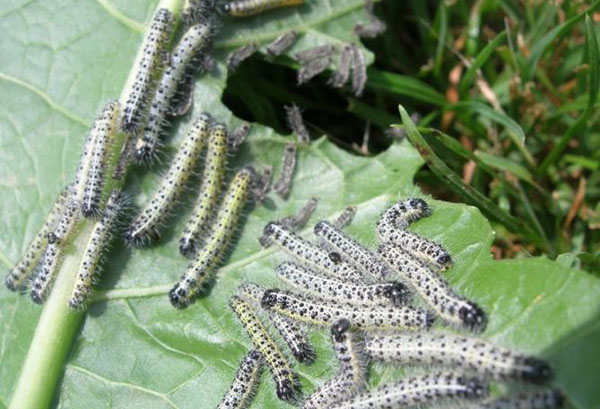 Ang mga Caterpillar ay kumakain ng repolyo