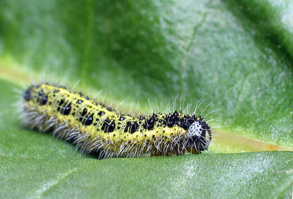 Kopūstų balta Caterpillar