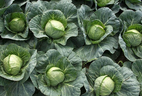 Cabbage beds