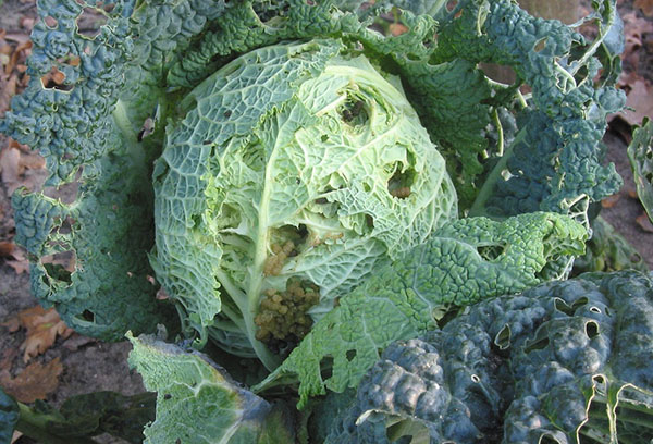 Scoop-eaten cabbage