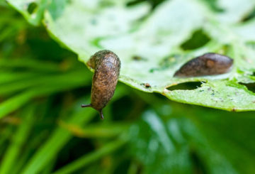 Slug makan daun kubis