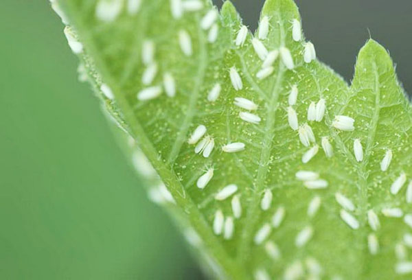 Whiteflies on a leaf
