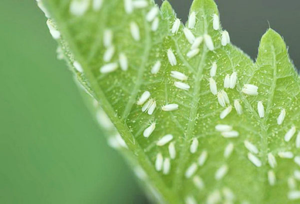 Whiteflies ant lapo