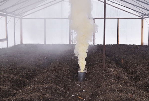 Ang paggamot sa Greenhouse mula sa whitefly