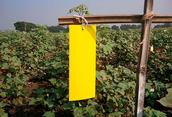 Whitefly trap