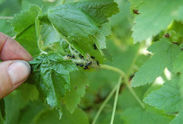 Amariai ir skruzdėlės ant serbentų