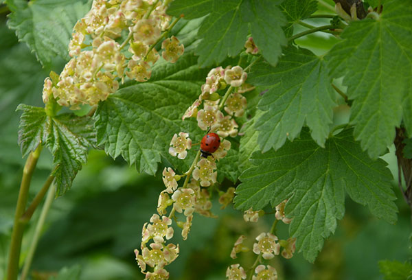 Ladybug pada kismis berbunga