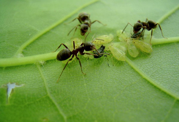 Мравки и зелени листни въшки