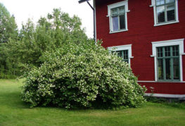 Arbust de gessamí prop de la casa