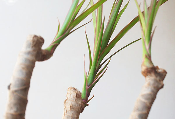 Budamadan sonra Dracaena gelişimi