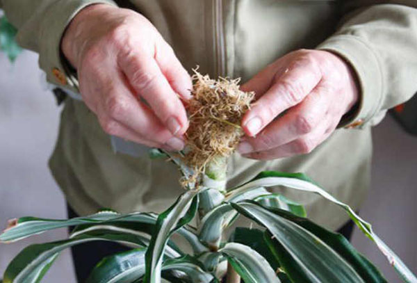 Dracaena gondozás metszés után