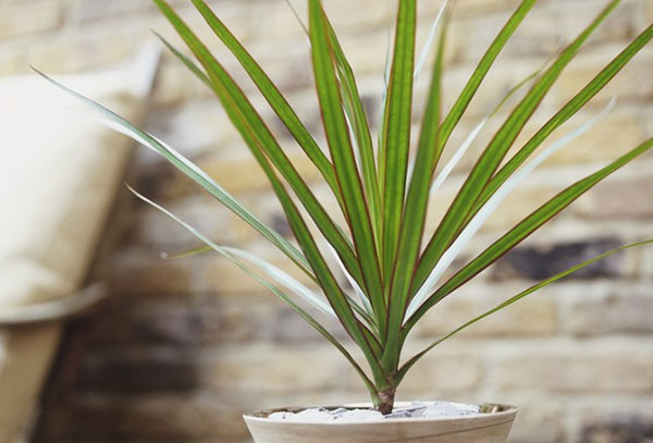 Pointe de dracaena enracinée